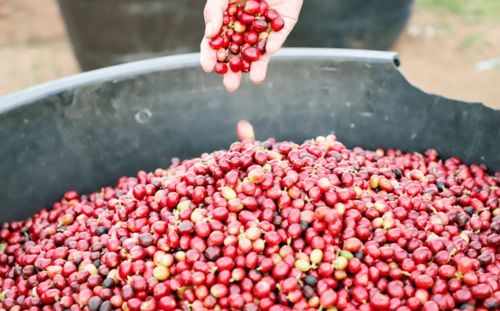 3元多，品味現(xiàn)磨精品咖啡與甜點時光